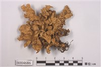 藏品(島衣屬 )的圖片